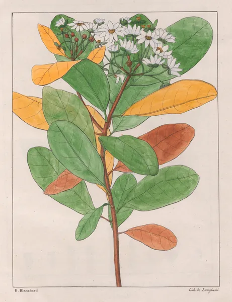 Drymys Granatensis (V. Campestris), 1824 – nr 1 av Auguste de Saint-Hilaire