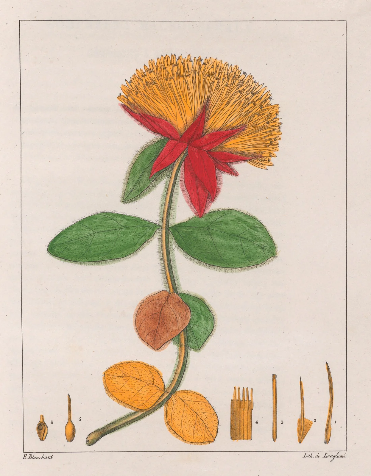 Gomphrena Officinalis av Auguste de Saint-Hilaire