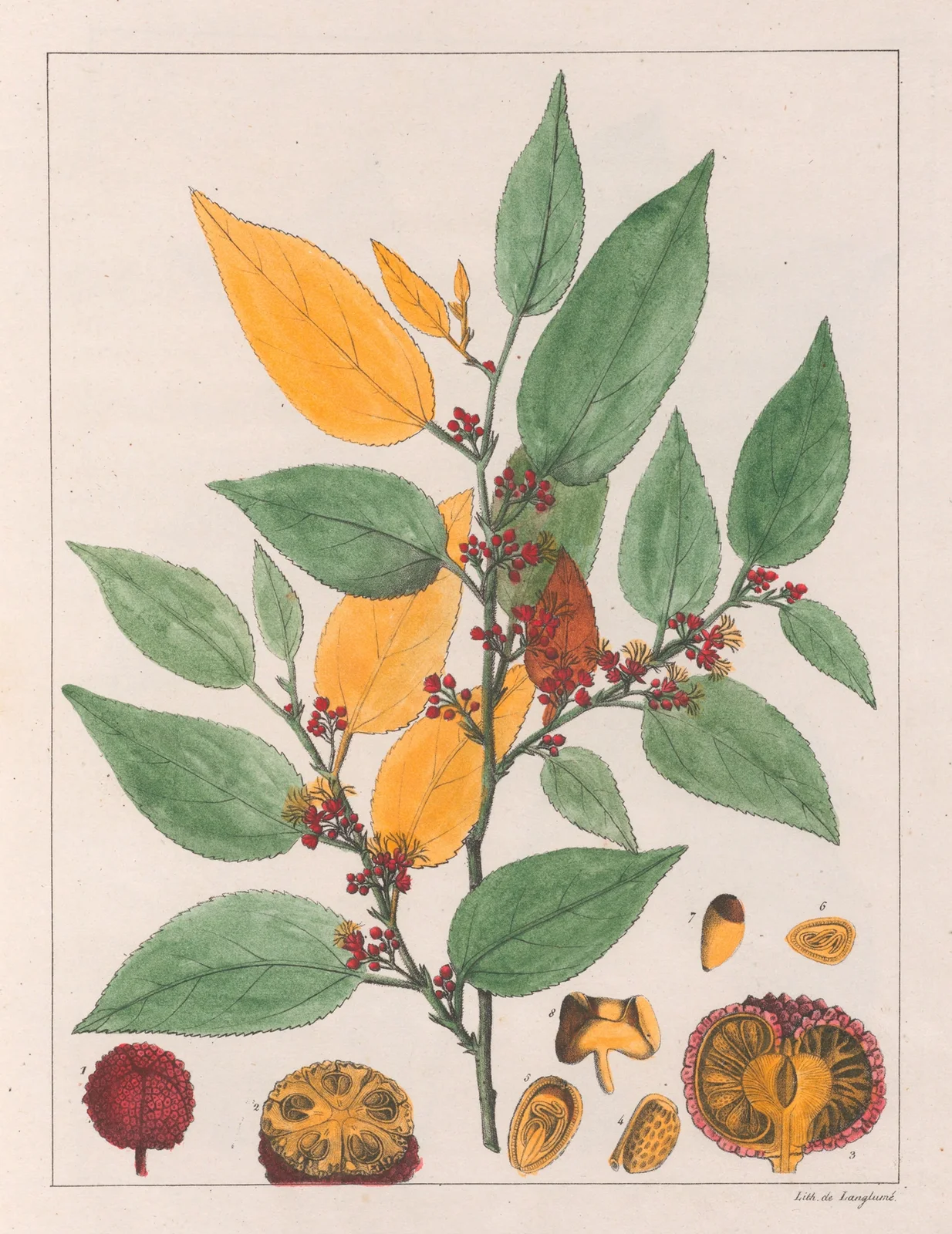 Guazuma Ulmifolia av Auguste de Saint-Hilaire