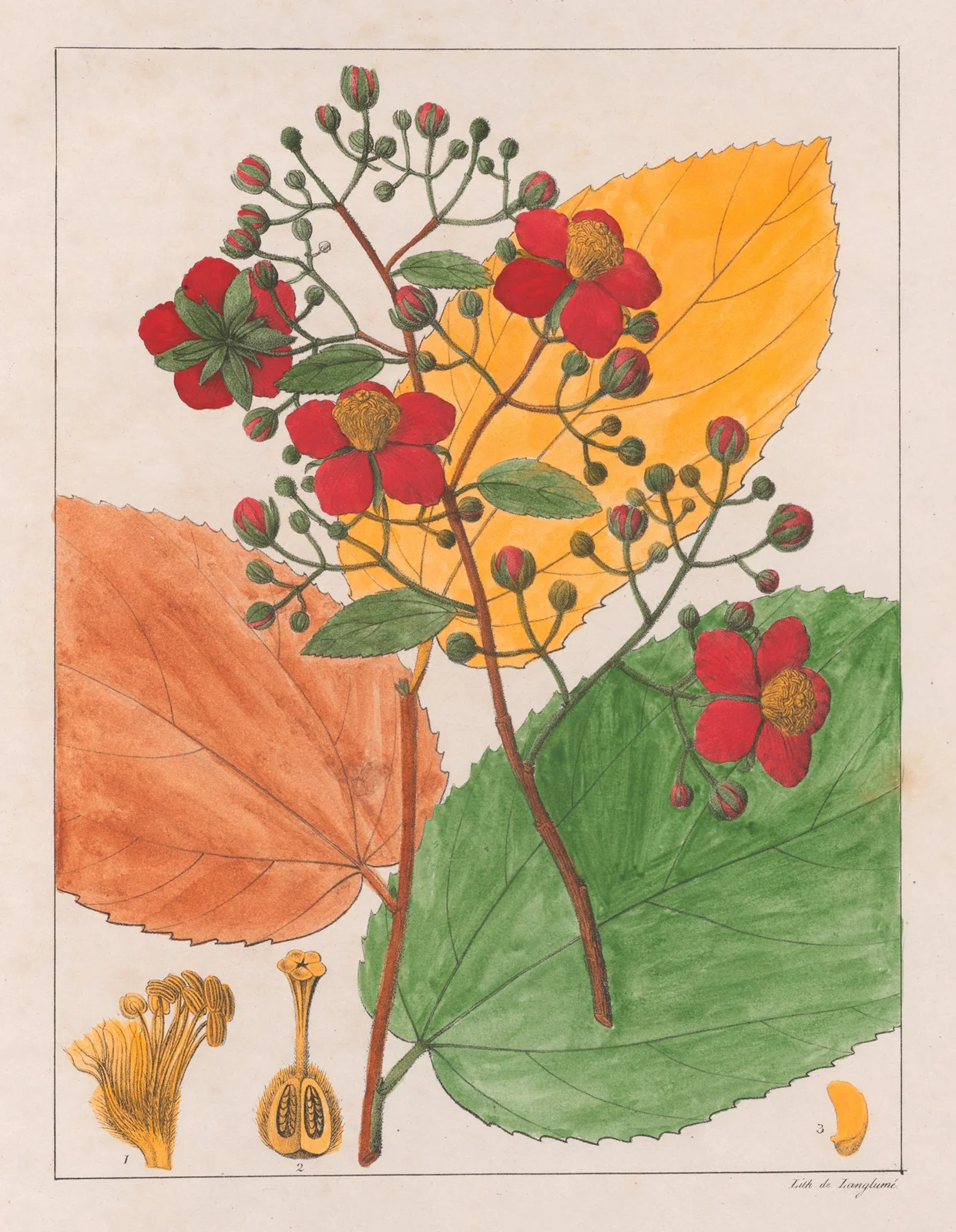 Luhea Paniculata av Auguste de Saint-Hilaire