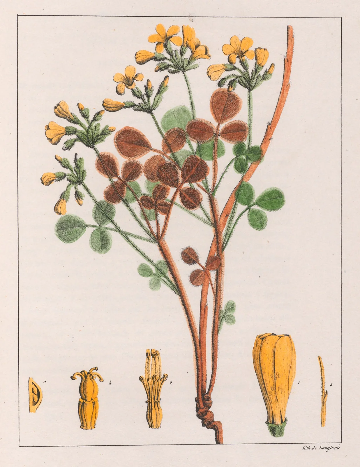 Oxalis Fulva av Auguste de Saint-Hilaire