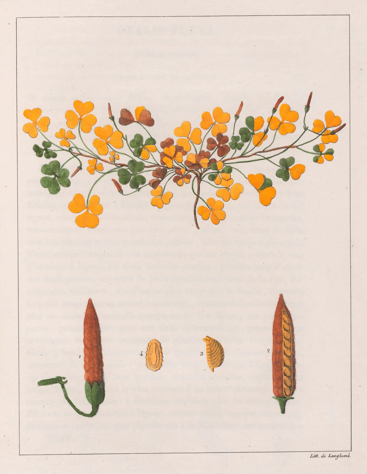 Oxalis Repens av Auguste de Saint-Hilaire