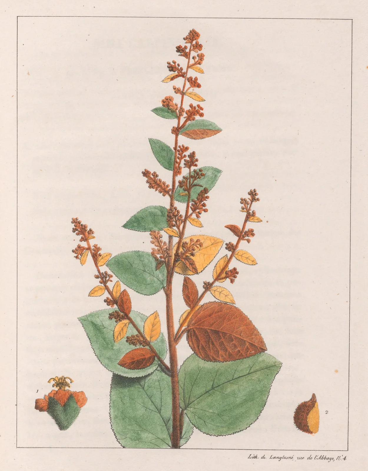 Sida Micrantha av Auguste de Saint-Hilaire