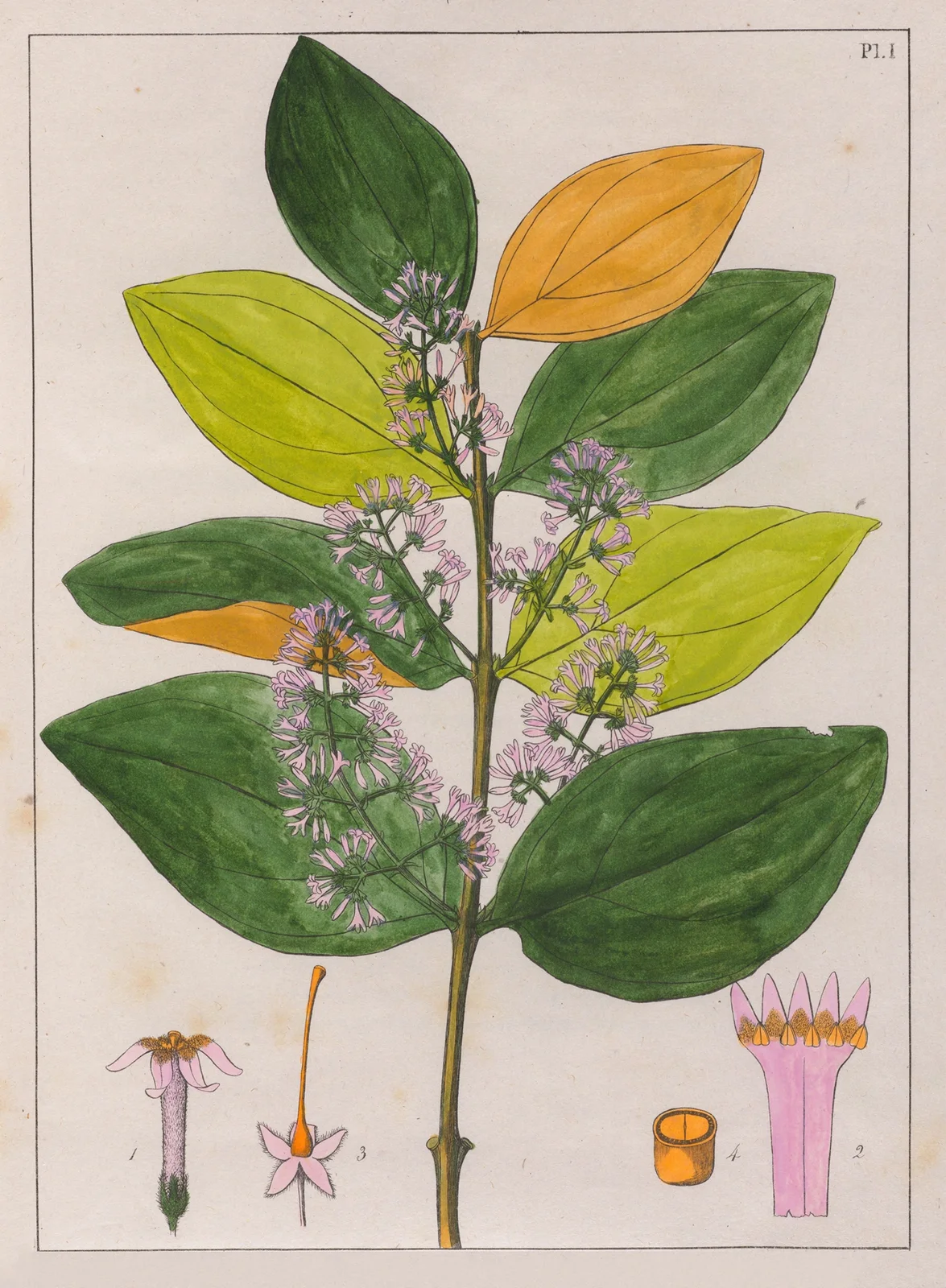 Strychnos Pseudoquina av Auguste de Saint-Hilaire