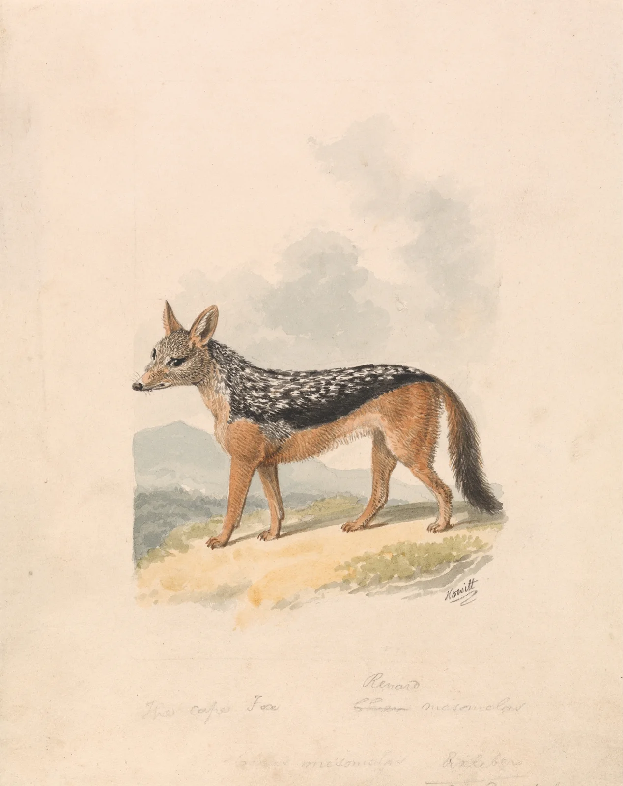 Black-backed Jackal av Samuel Howitt