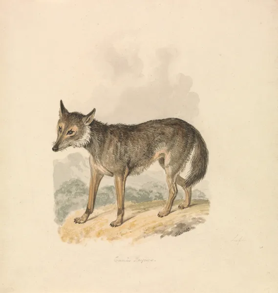 Canis Lupus, or Gray Wolf av Samuel Howitt