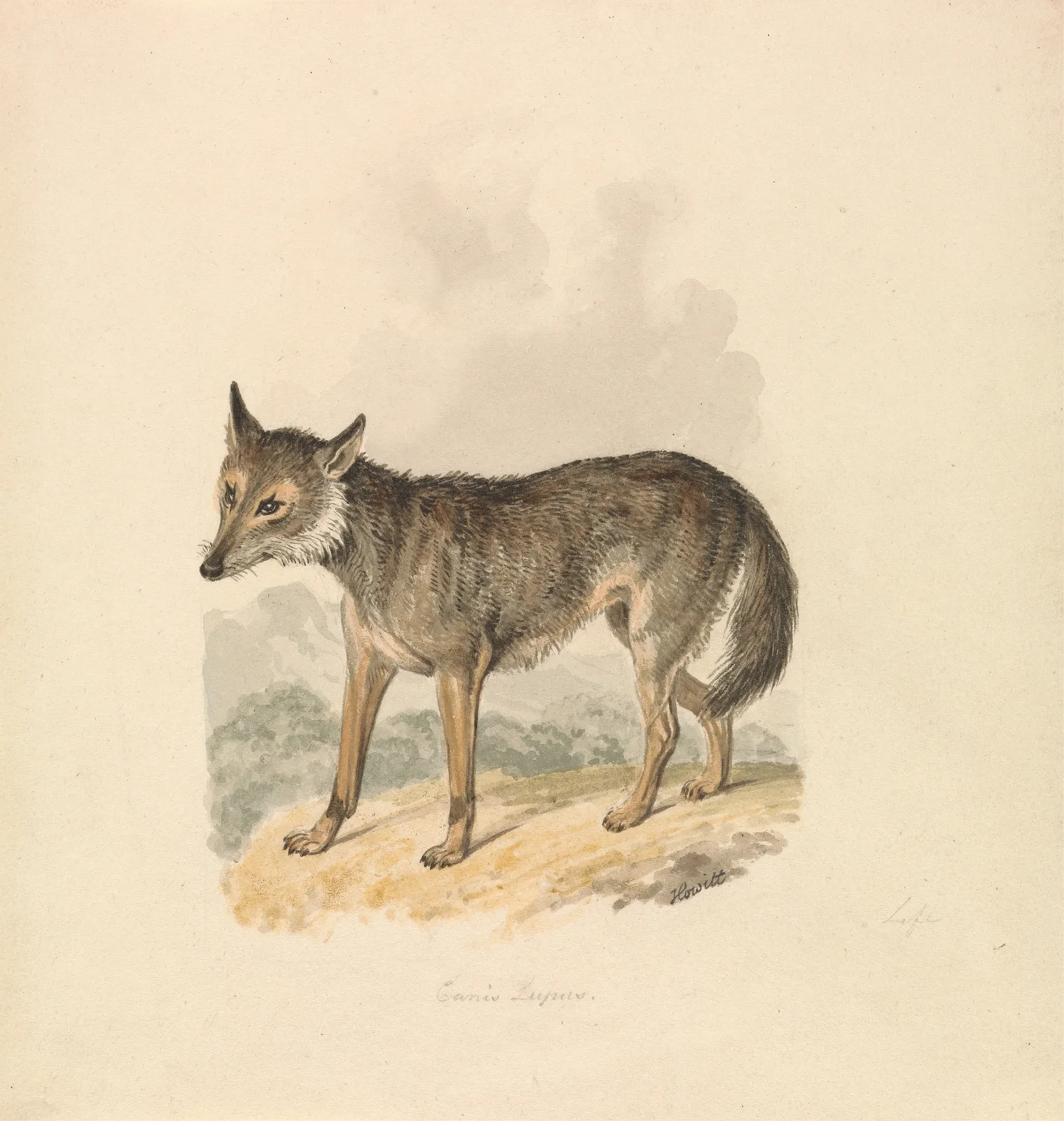 Canis Lupus, or Gray Wolf av Samuel Howitt