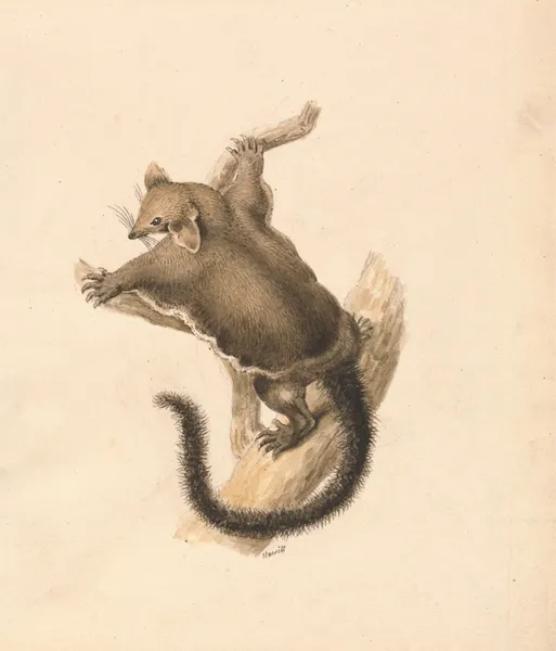 Flying Squirrel av Samuel Howitt