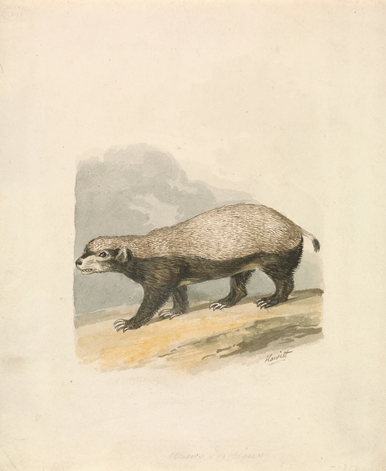 Honey-Badger av Samuel Howitt