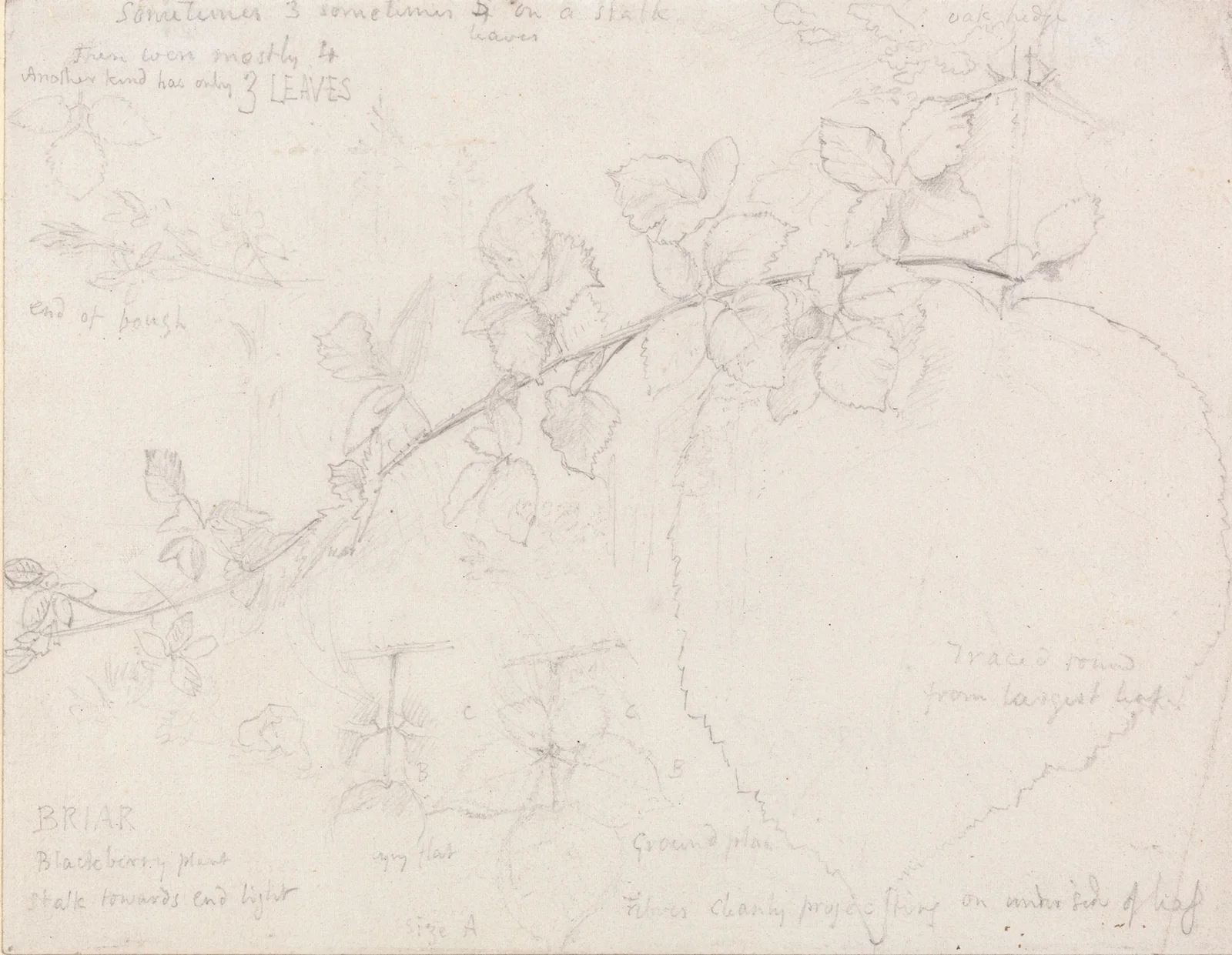 Brambles av Samuel Palmer
