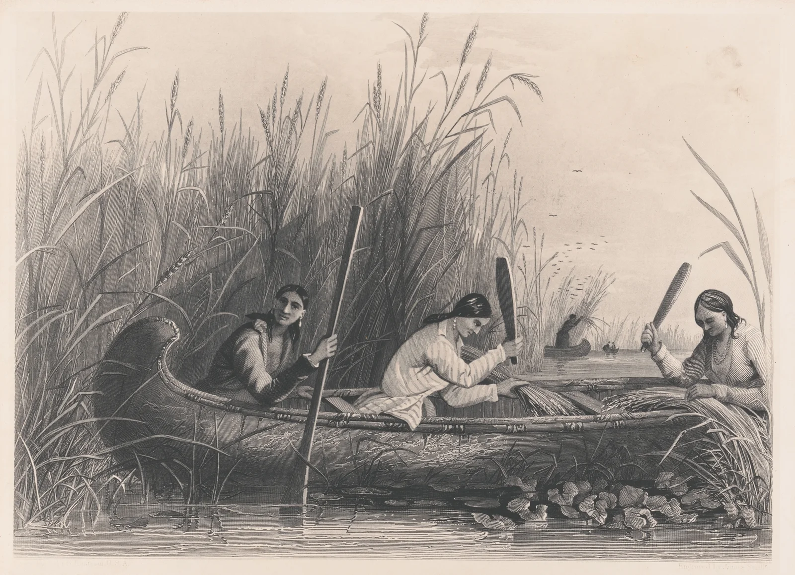 Gathering wild rice, 1850 av Seth Eastman