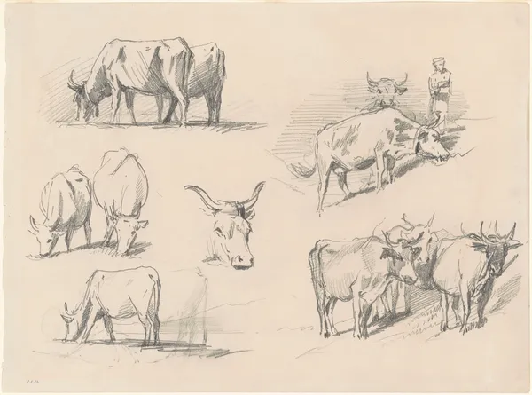 Studies of Cattle av John Singer Sargent