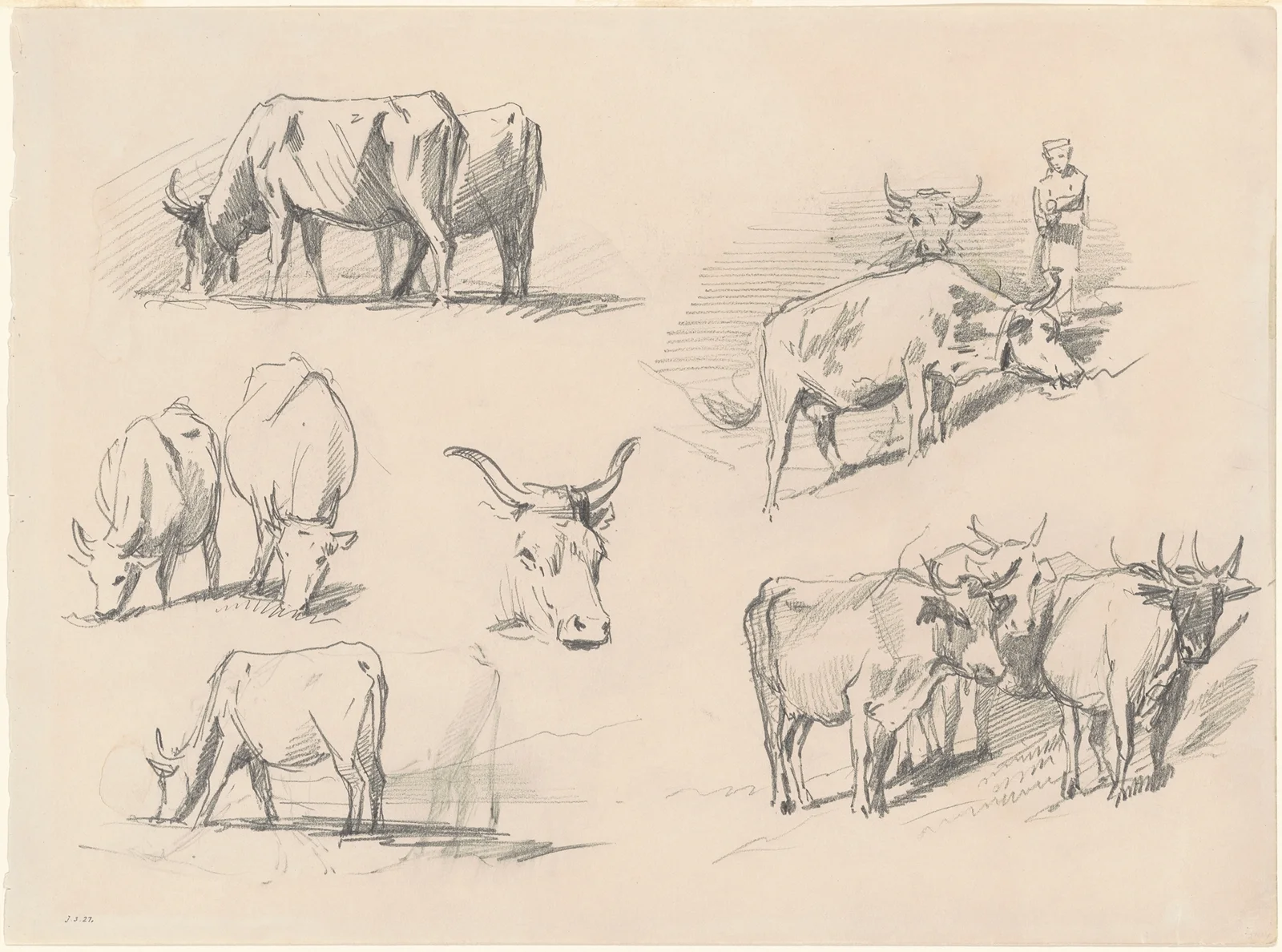 Studies of Cattle av John Singer Sargent