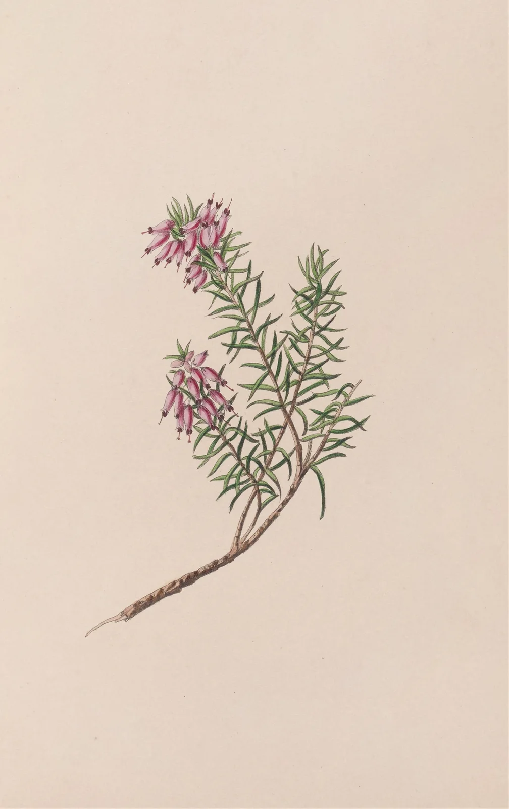 Dwarf Heath av John Stevens Henslow