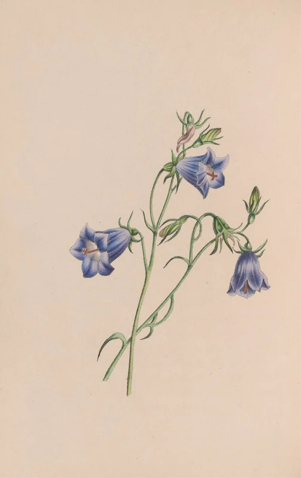 Everlasting av John Stevens Henslow