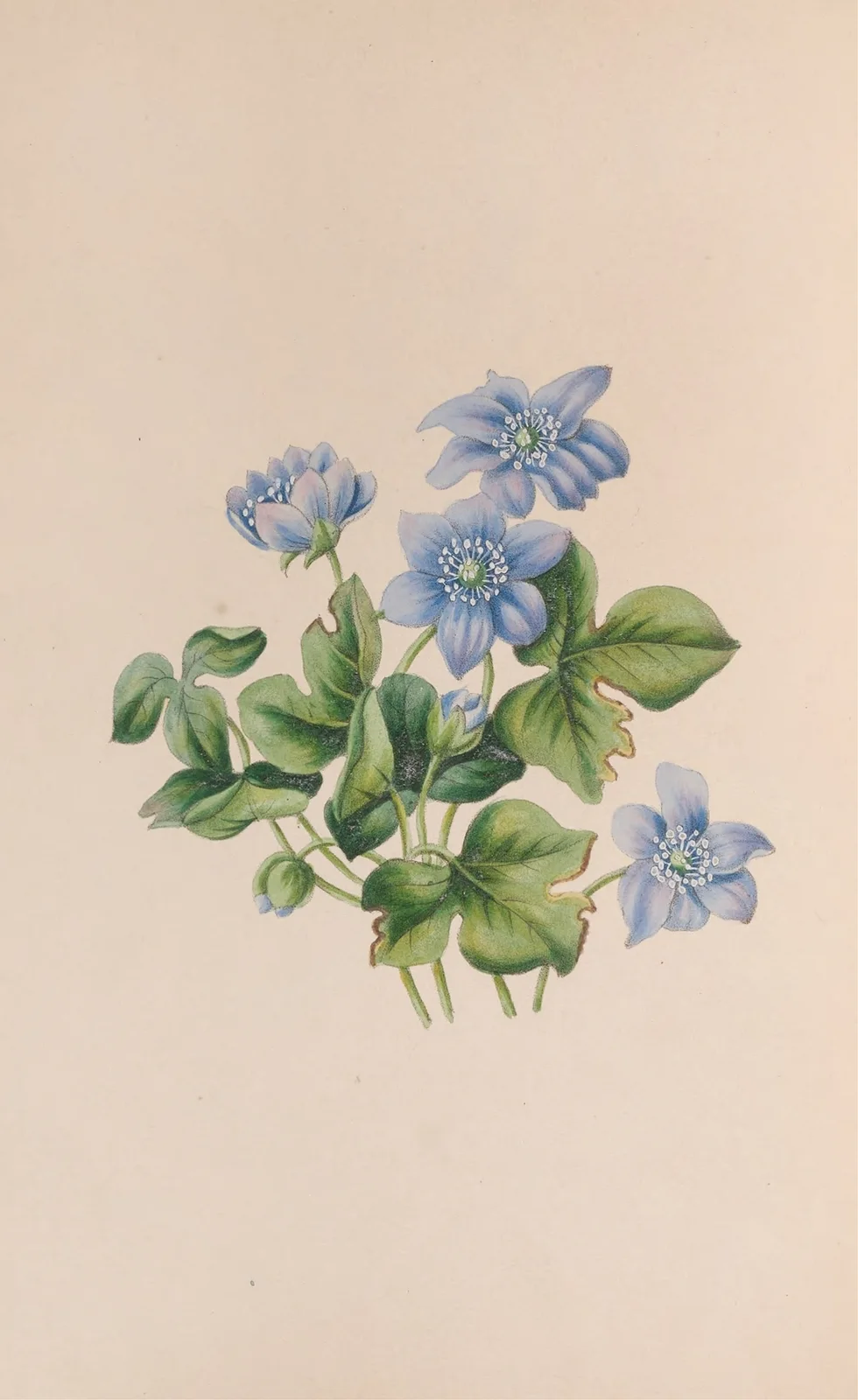 Hepatica av John Stevens Henslow