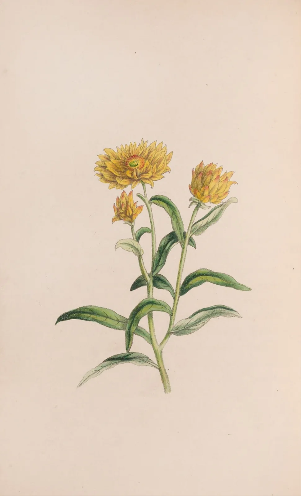 Jasmine av John Stevens Henslow