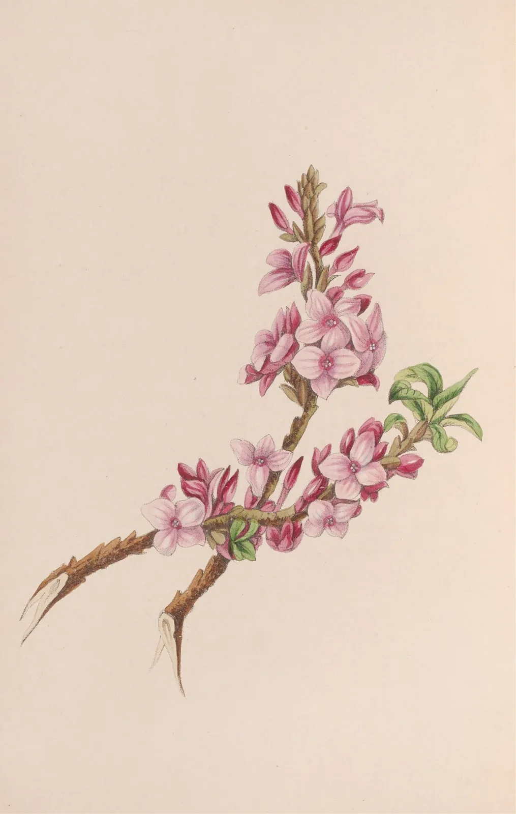 Mezereon av John Stevens Henslow