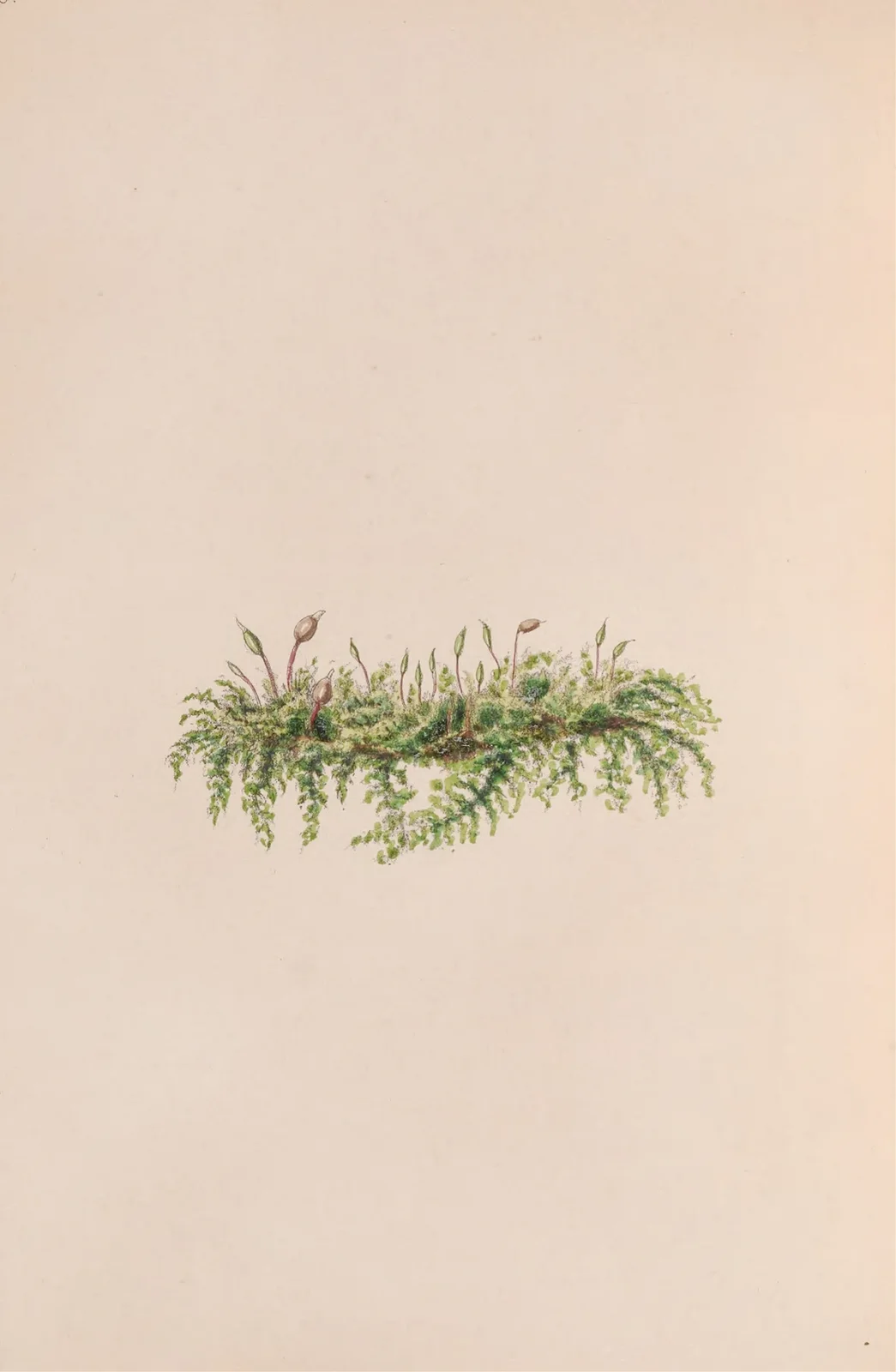 Mistletoe av John Stevens Henslow