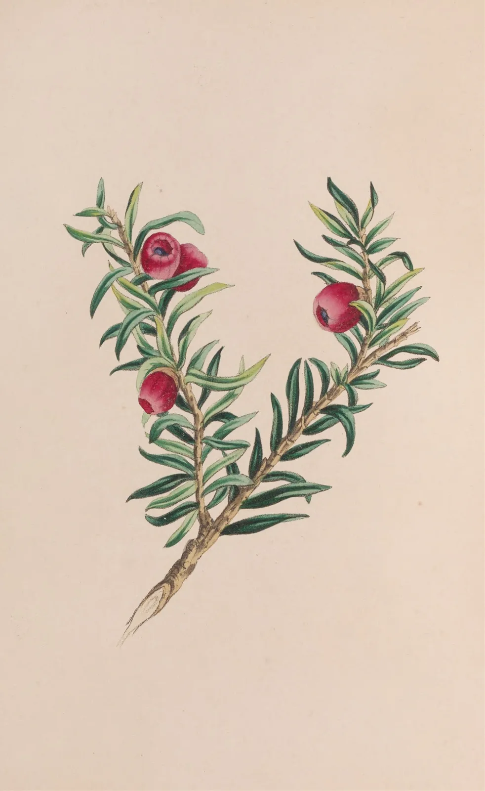 Moss av John Stevens Henslow