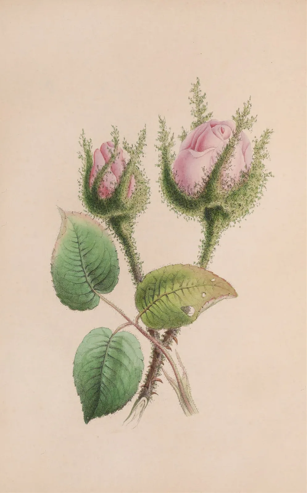 Musk Mallow av John Stevens Henslow