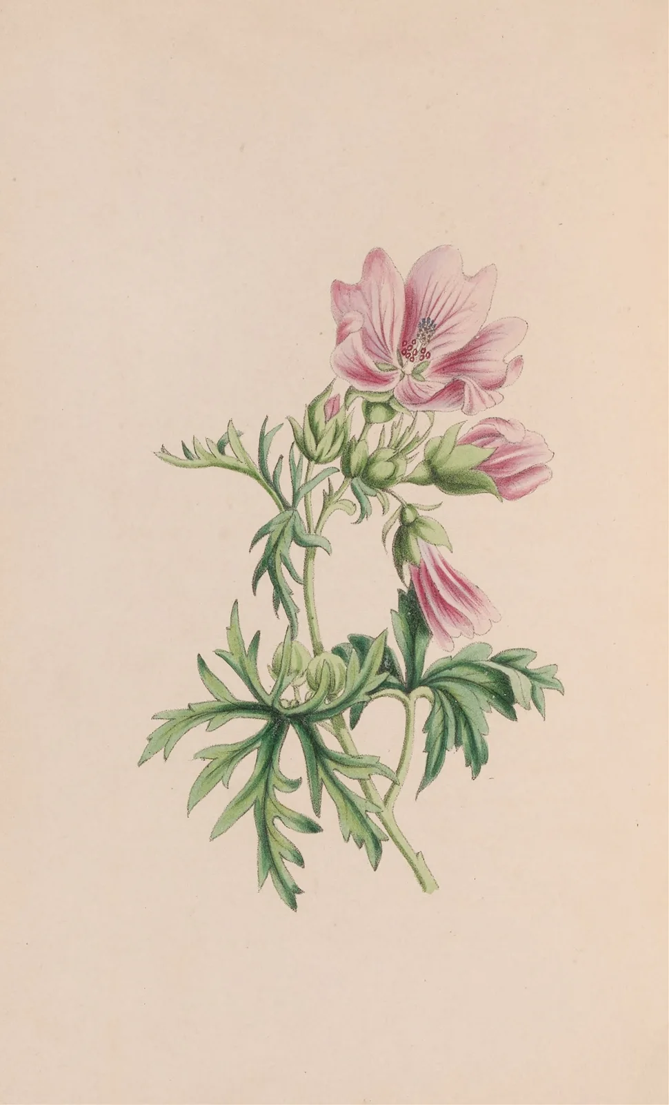 Small Blndweed, Or Field Convolvulus av John Stevens Henslow