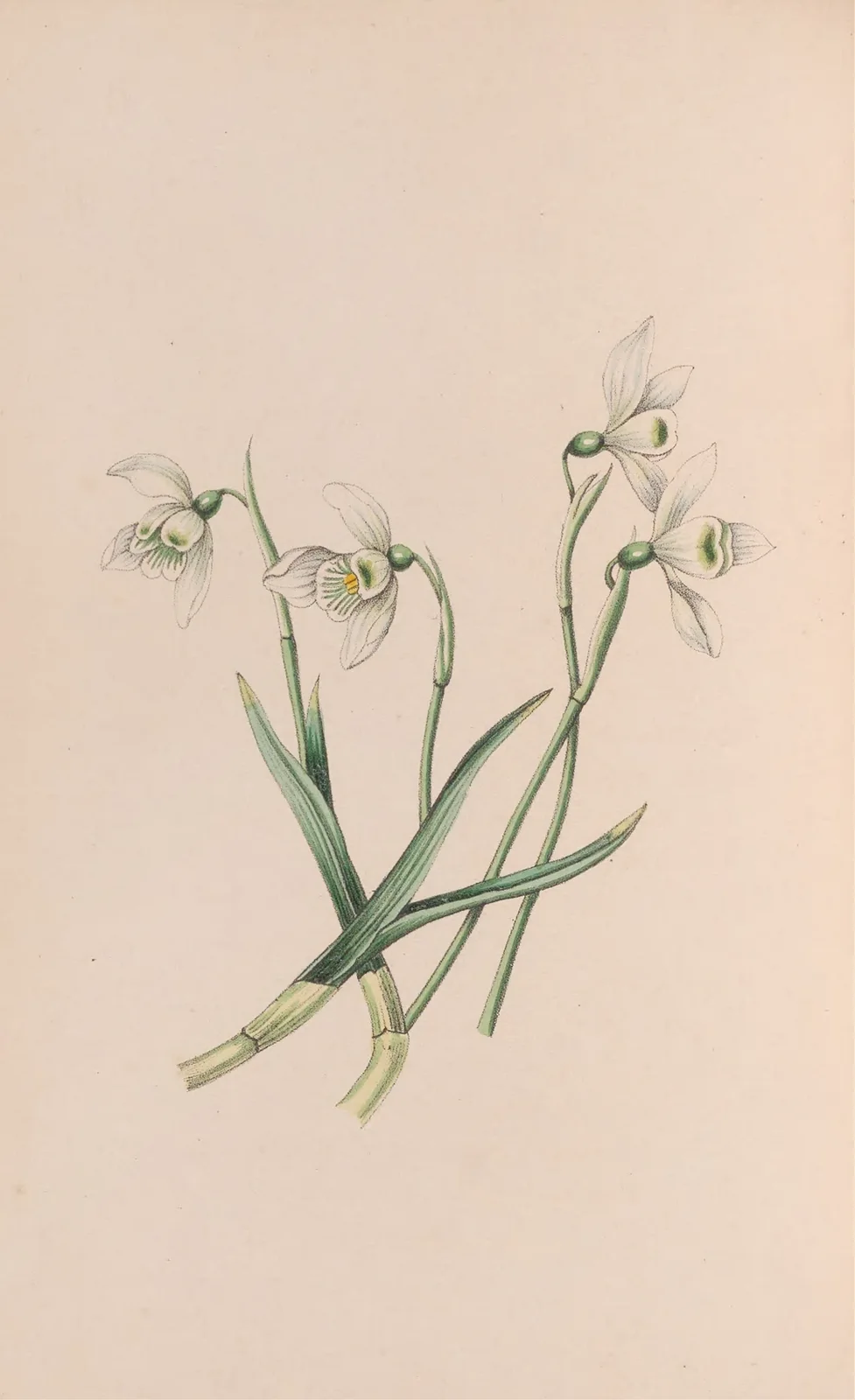 Snowdrop av John Stevens Henslow