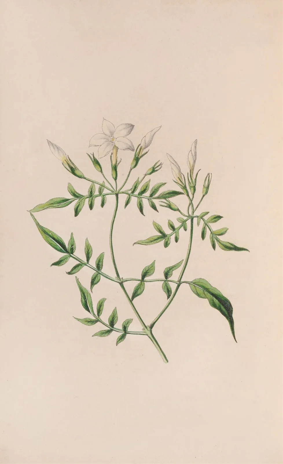 Strawberry Tree av John Stevens Henslow