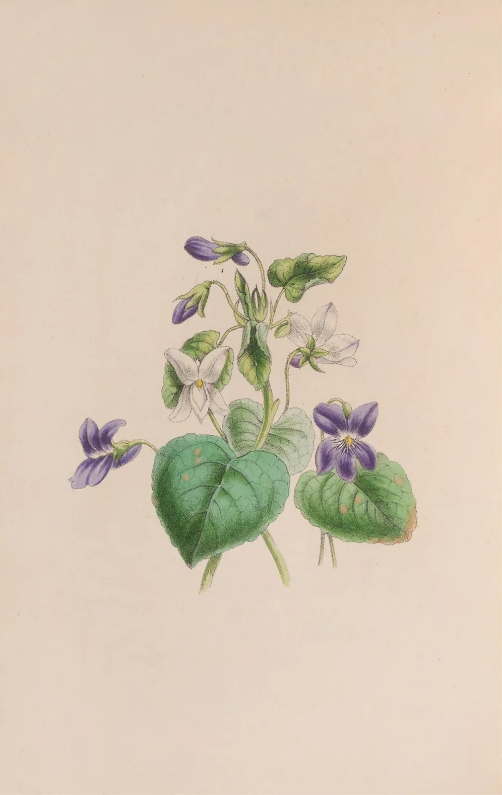 Sweet Scented Violet av John Stevens Henslow