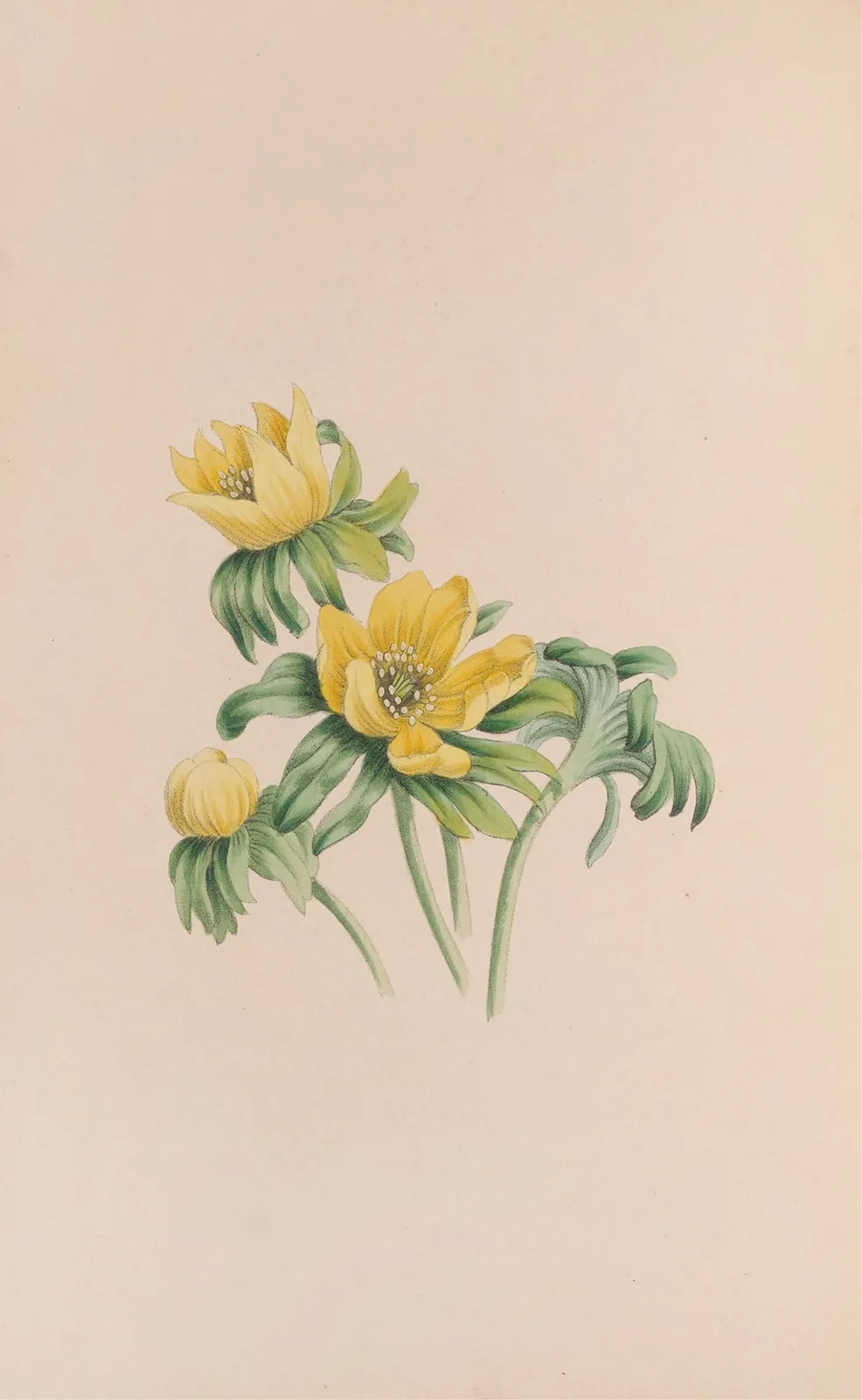 Winter Aconite av John Stevens Henslow