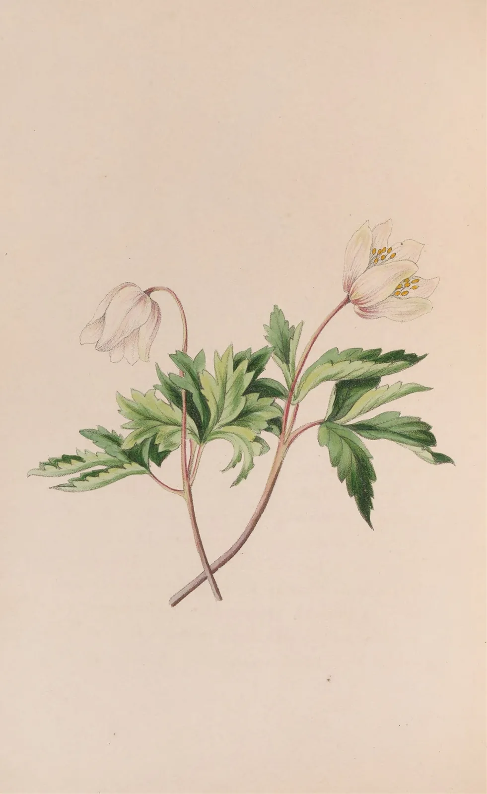 Wood Anemone av John Stevens Henslow