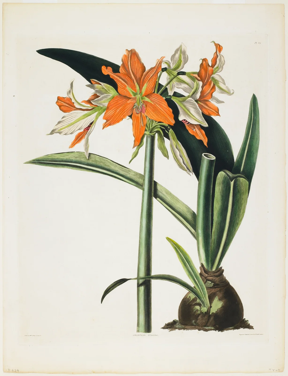 Amaryllis fulgida (Striped-tubed Amaryllis), 1831 av Priscilla Susan Bury