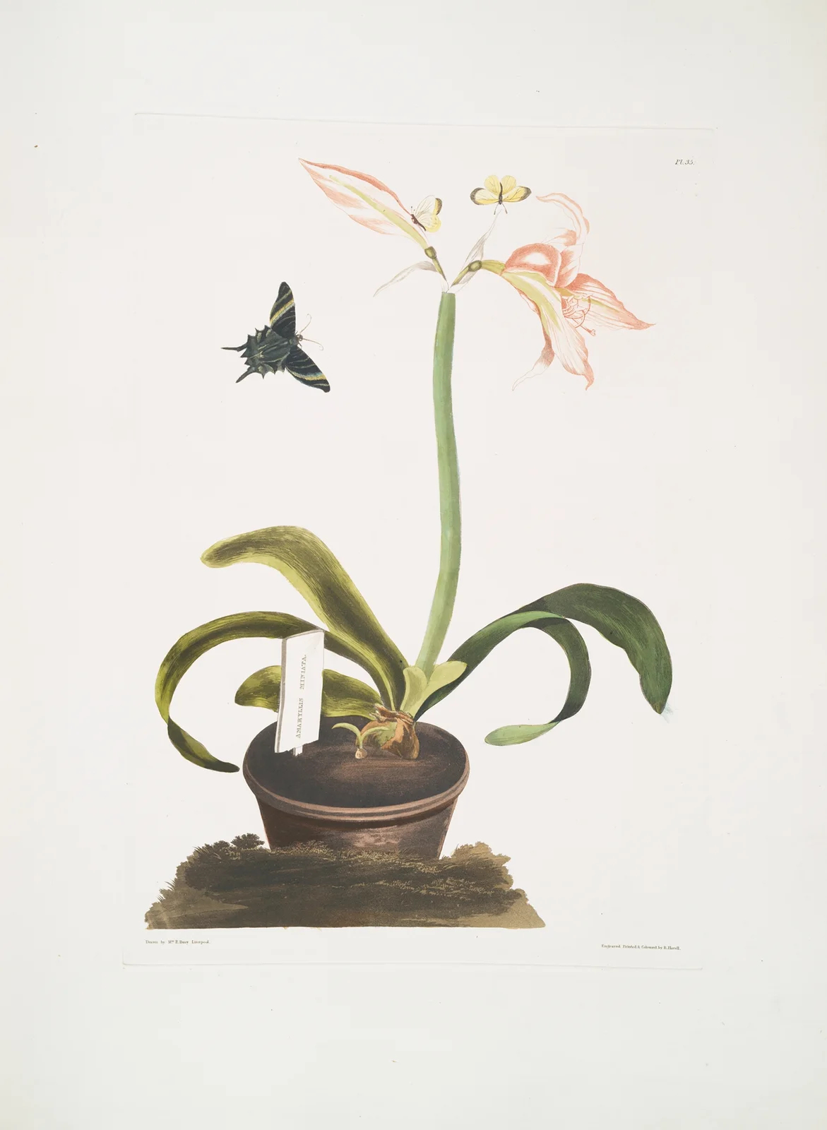 Amaryllis miniata av Priscilla Susan Bury