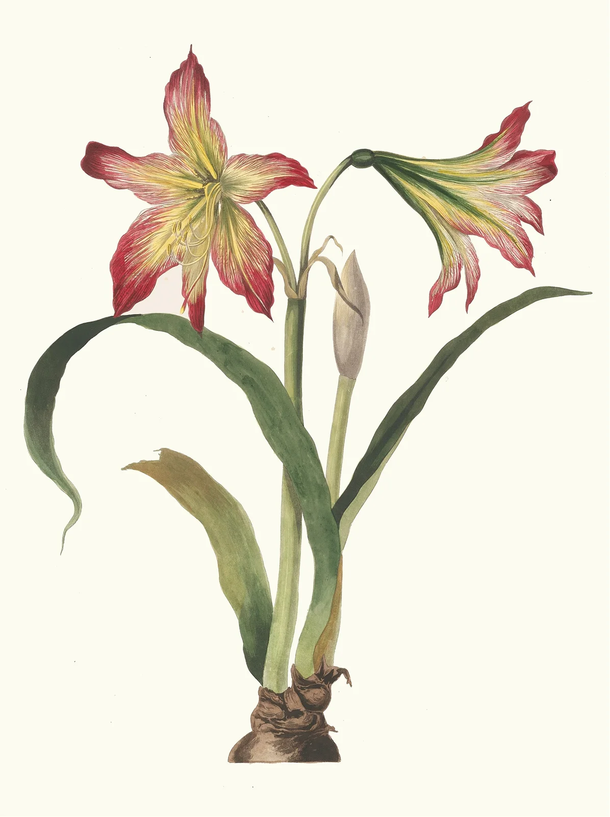 Amaryllis Psittacina av Priscilla Susan Bury
