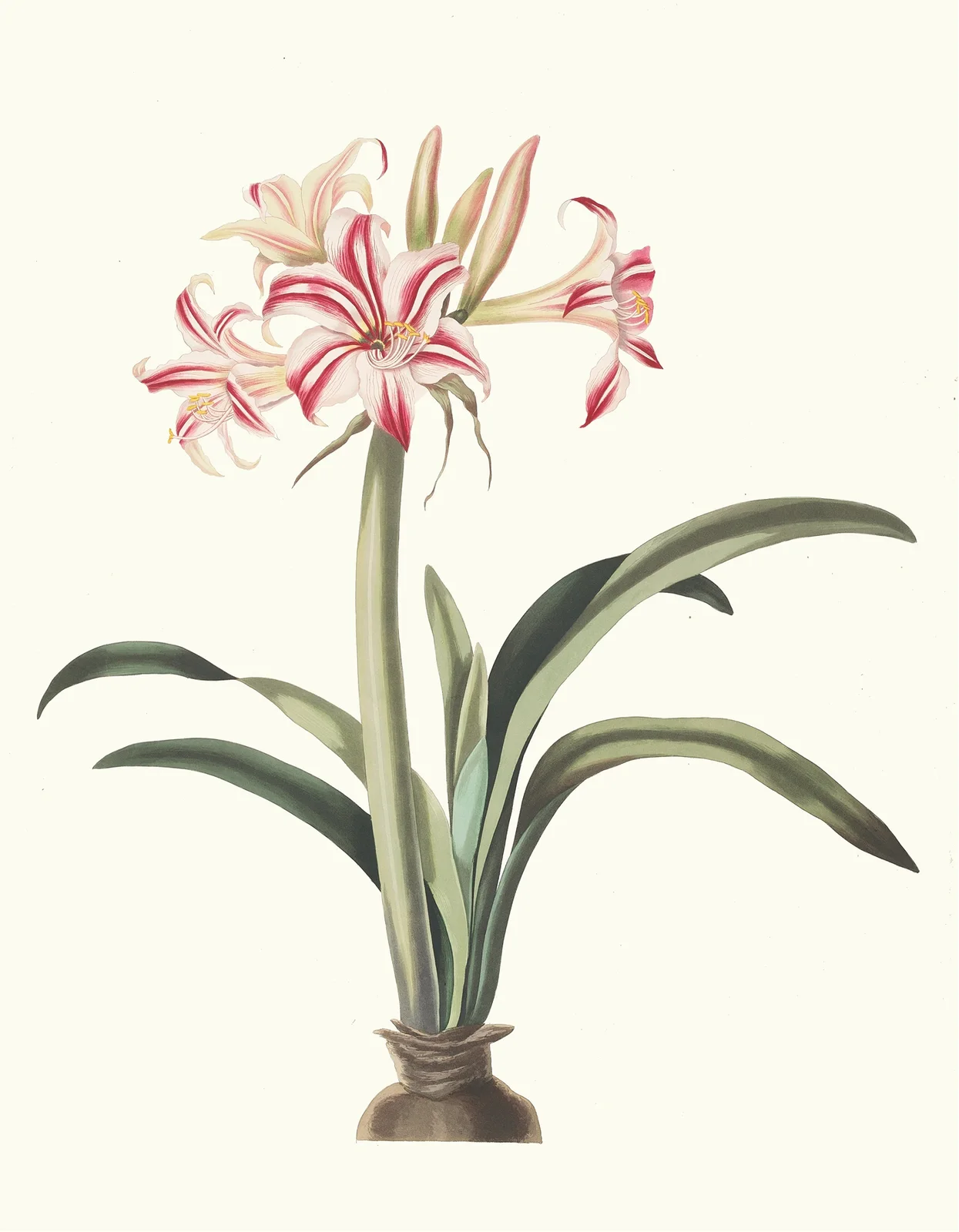Ameryllis Superba (Vittata), 1834 – nr 2 av Priscilla Susan Bury