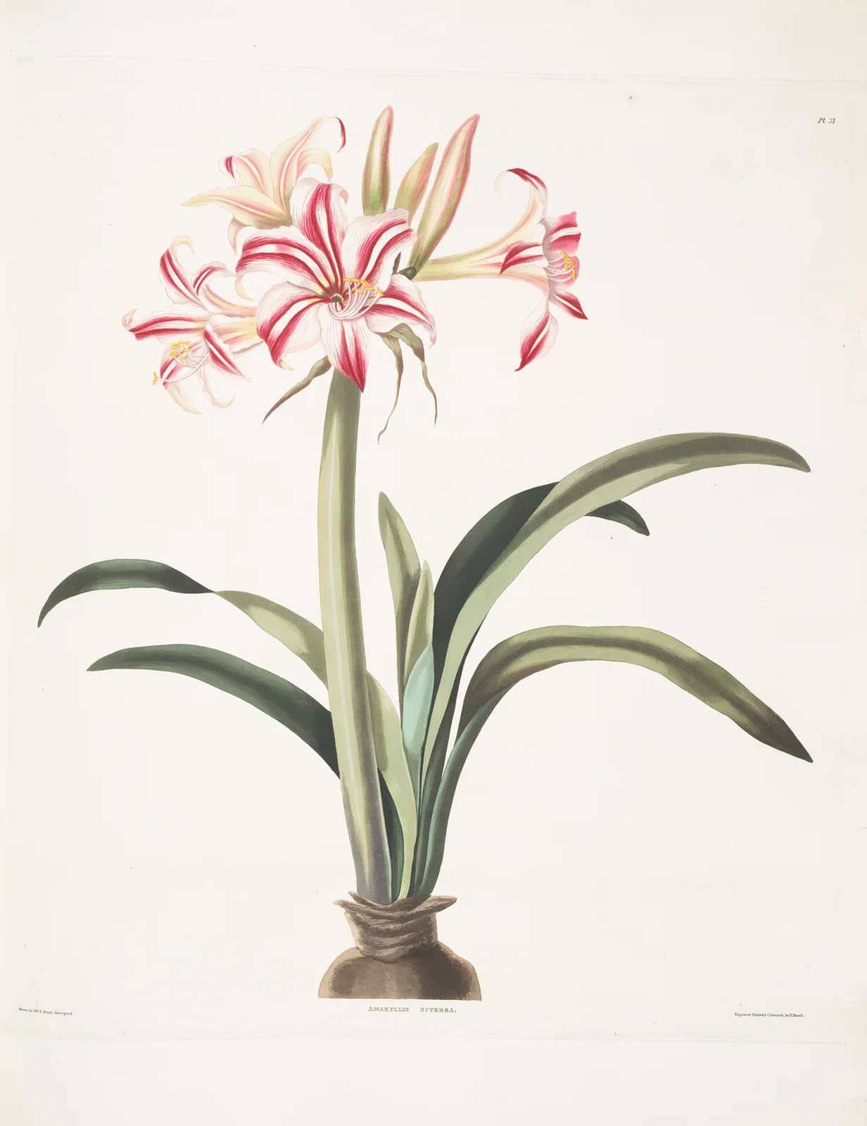 Ameryllis superba (vittata), 1834 – nr 1 av Priscilla Susan Bury