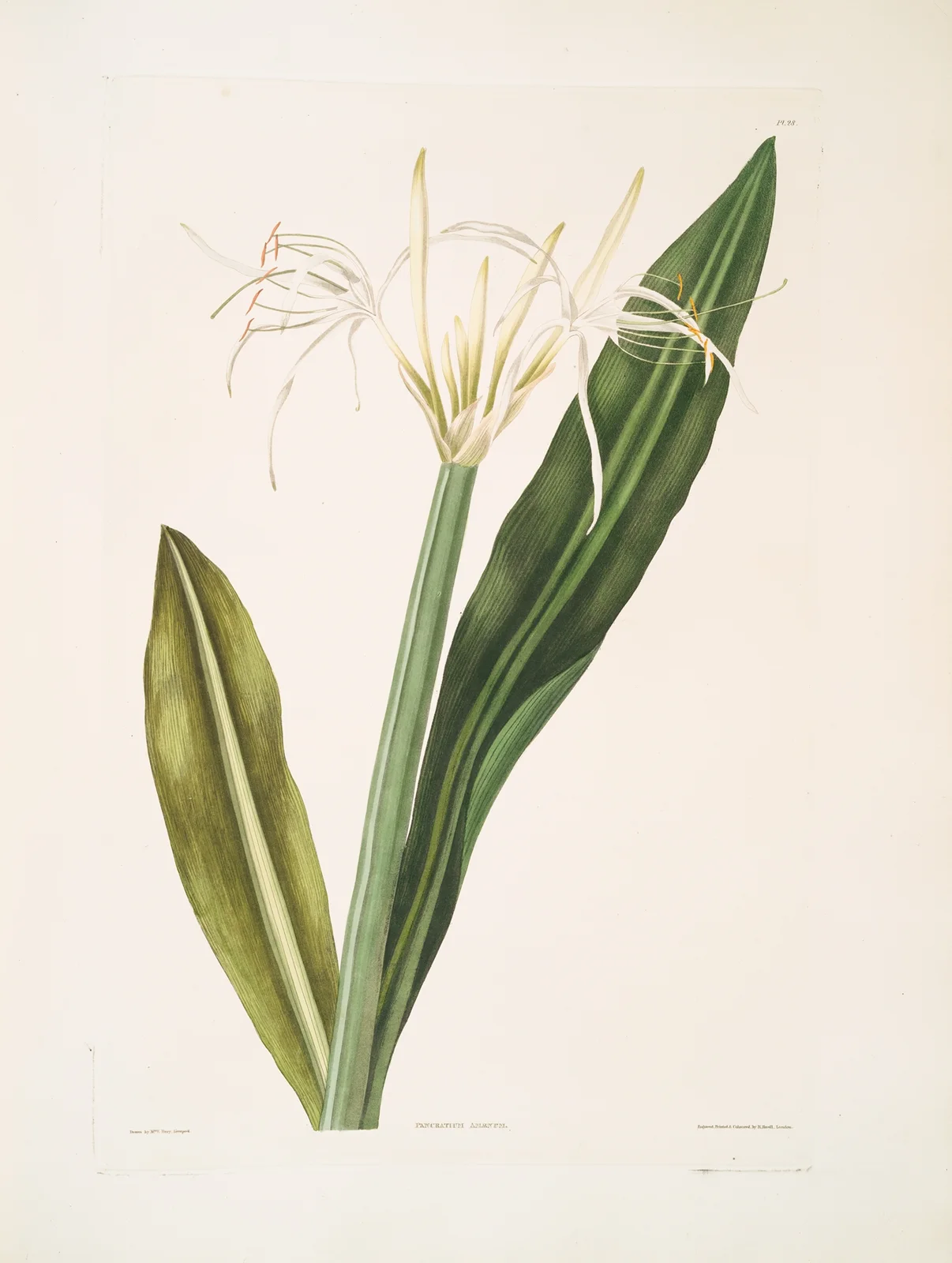 Pancratium amænum av Priscilla Susan Bury
