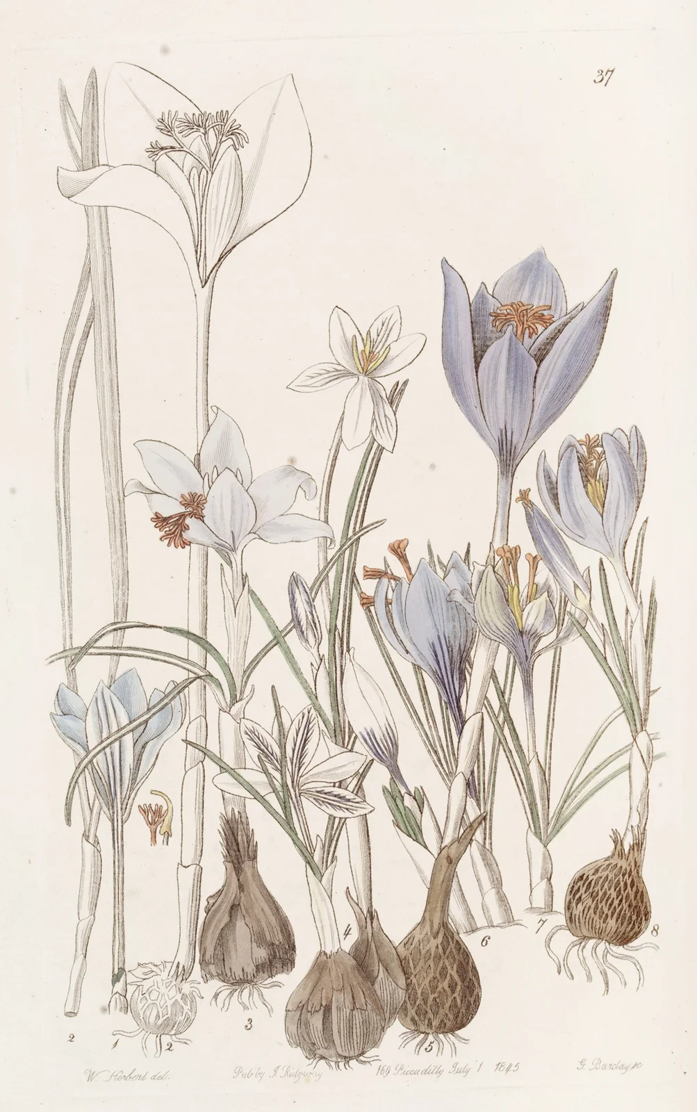 Autumnal Crocuses. av Sydenham Edwards
