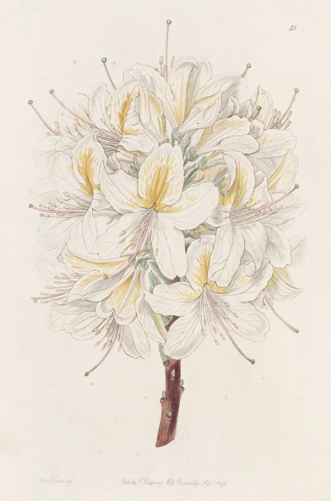 Azalea Laetitiae av Sydenham Edwards