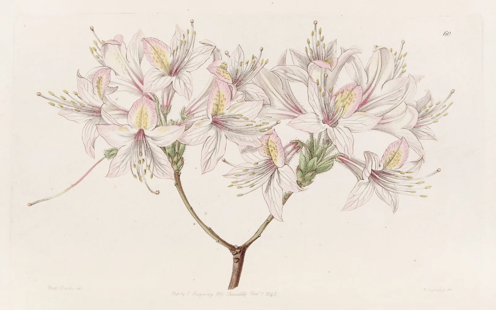 Azalea Ludoviciae av Sydenham Edwards