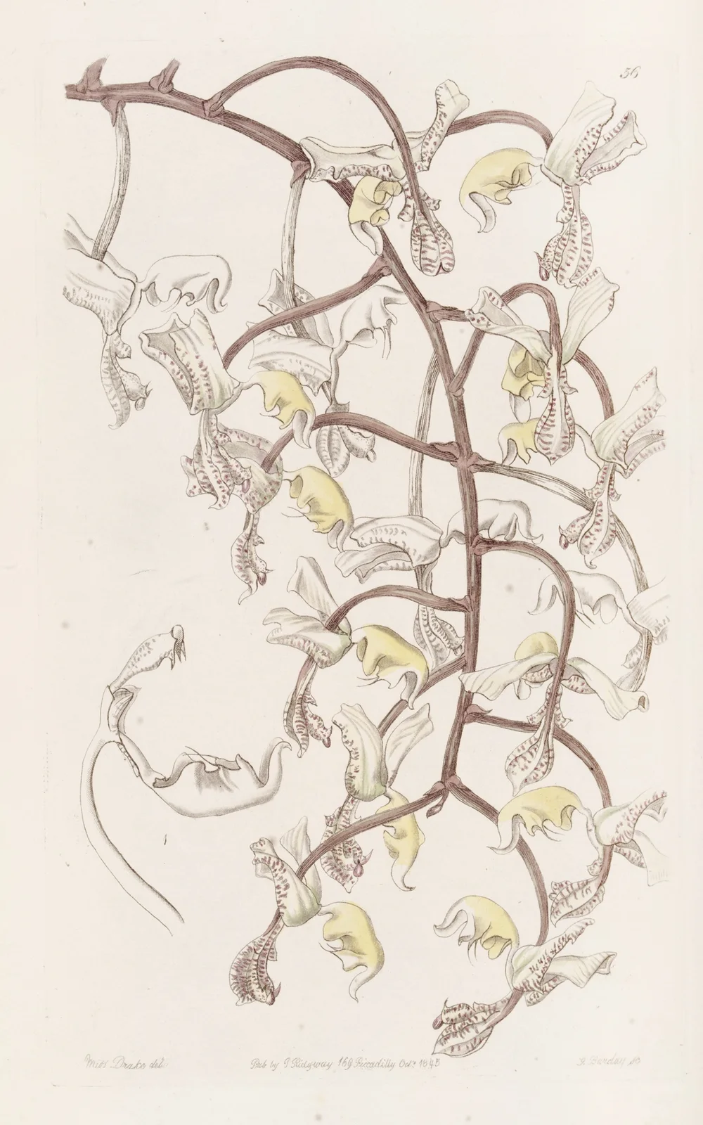 Bean-budded Gongora av Sydenham Edwards