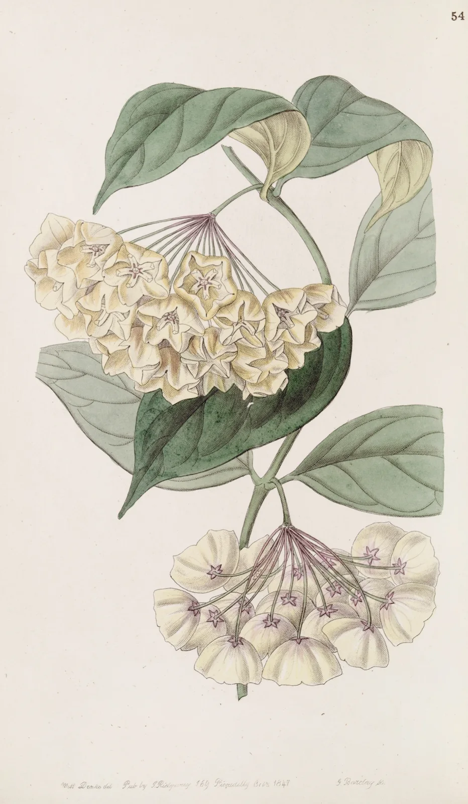 Bell-flowered Hoya av Sydenham Edwards