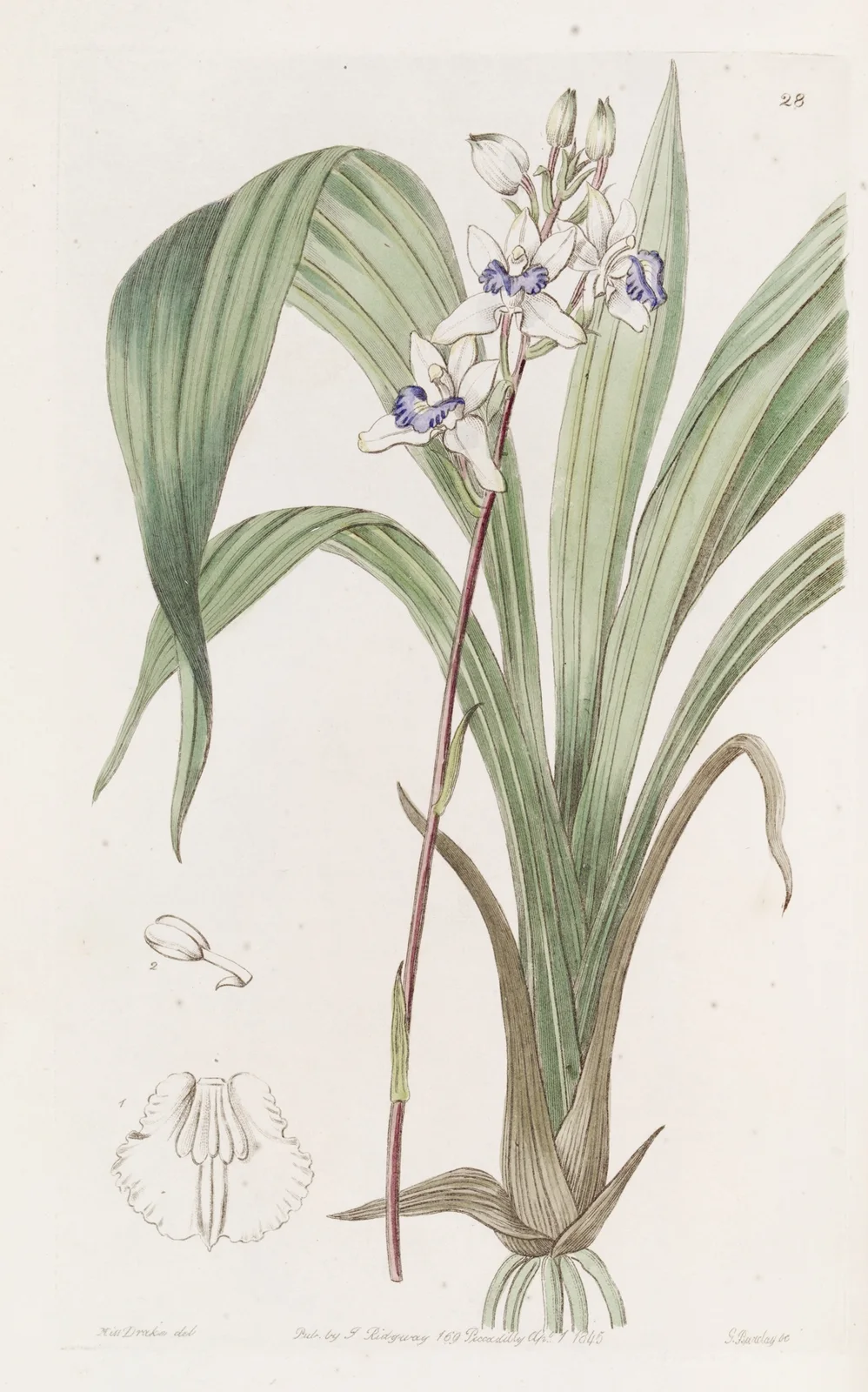 Blue-lipped Warrea av Sydenham Edwards