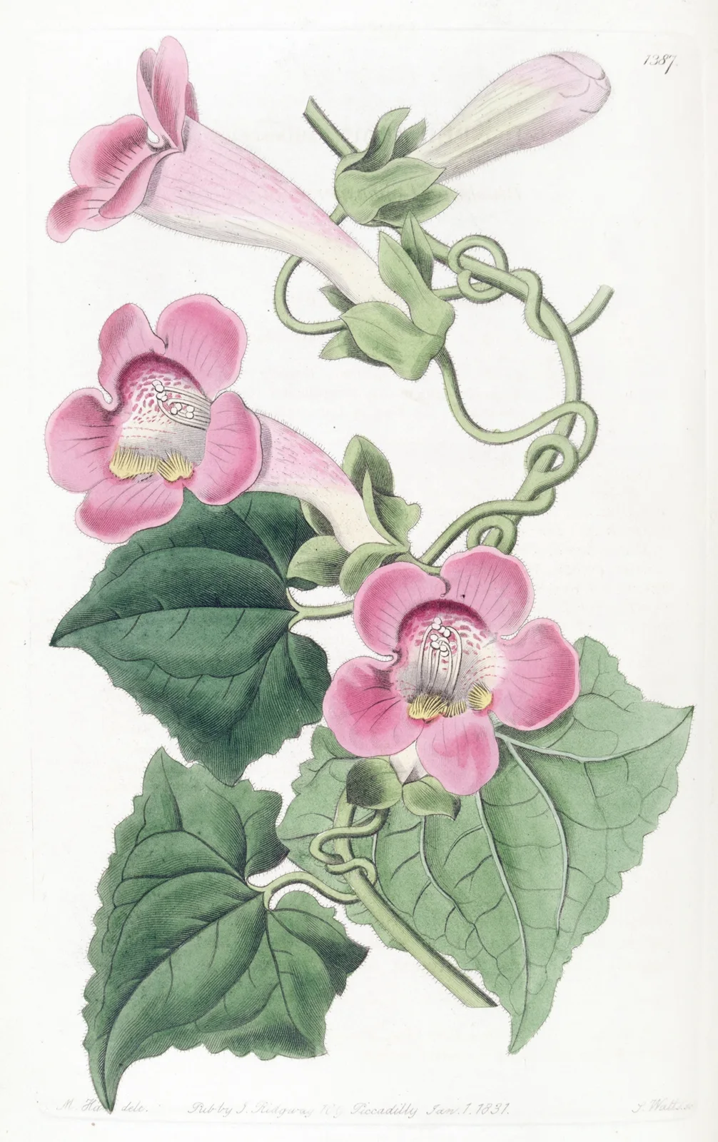 Blushing lophospermum av Sydenham Edwards