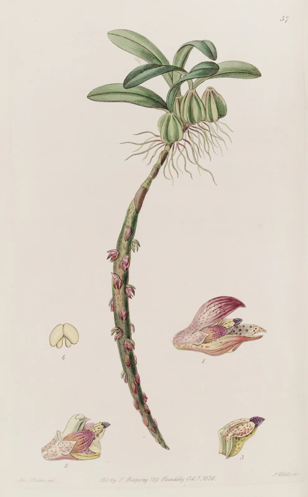 Bracteolate Bolbophyllum av Sydenham Edwards