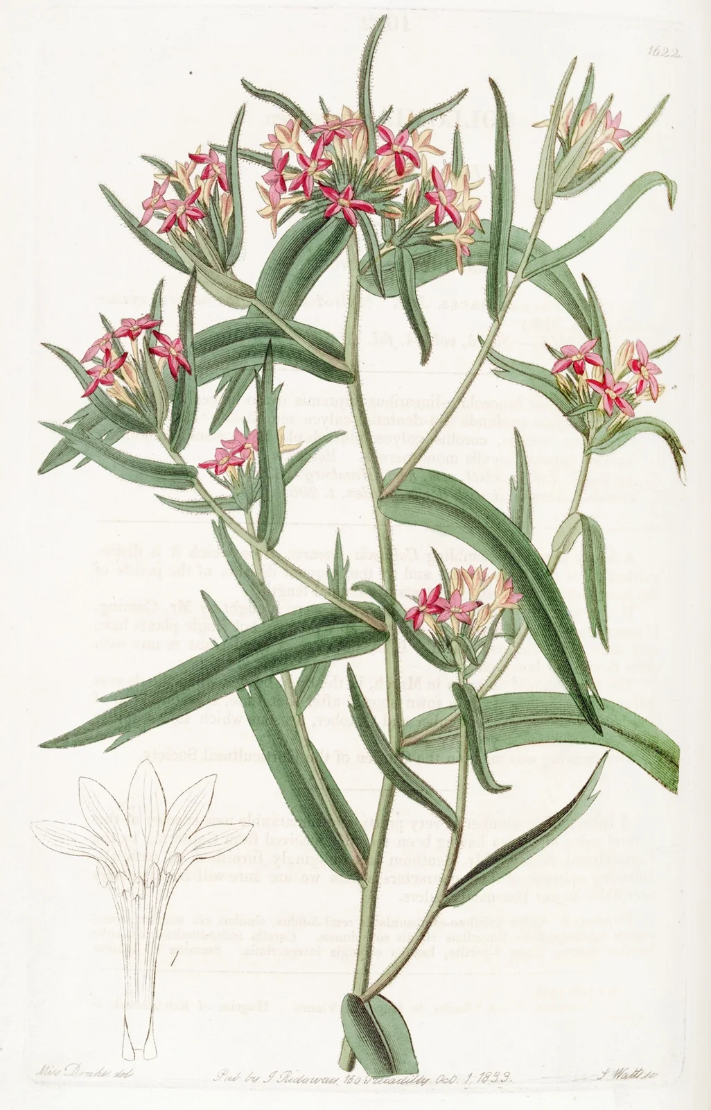 Brick-red Collomia av Sydenham Edwards