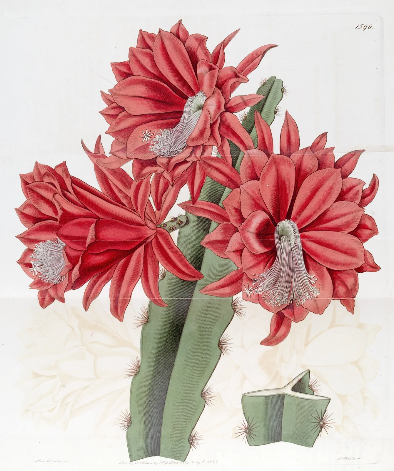 Brick-red hybrid Cactus av Sydenham Edwards