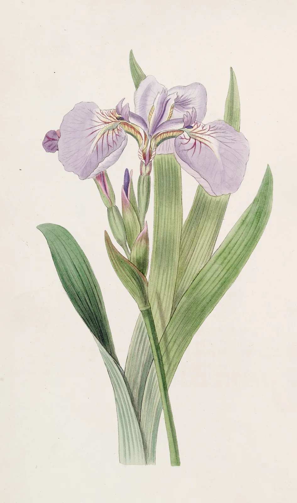 Bristle-tipped Iris av Sydenham Edwards