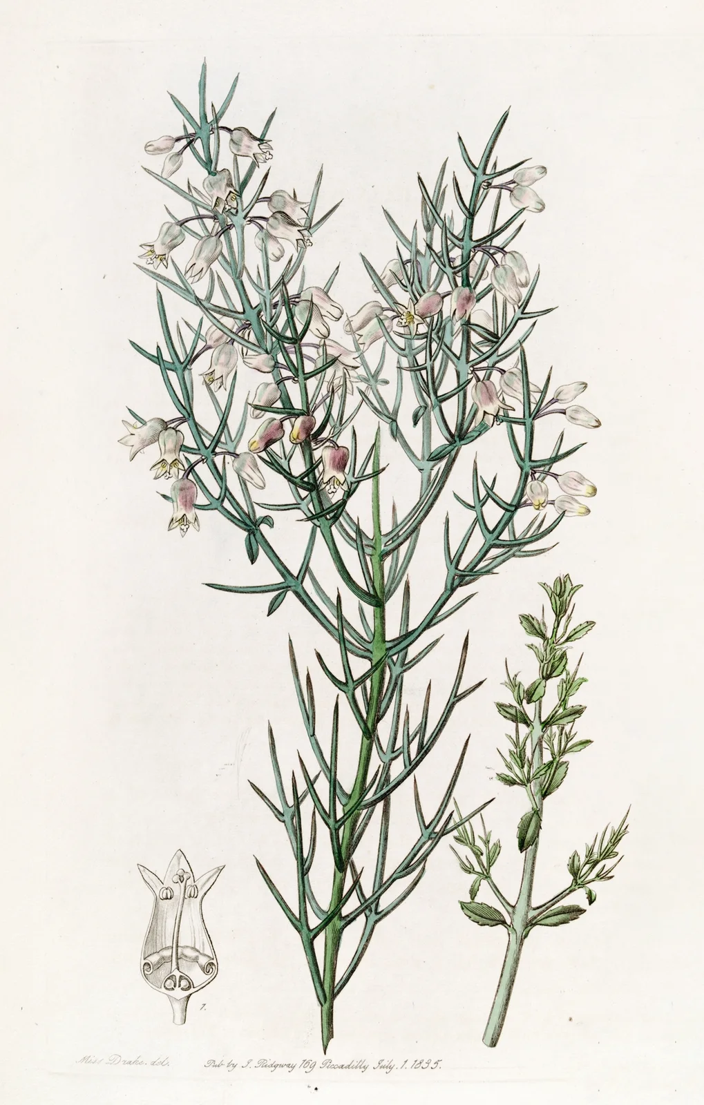 Bristling Colletia av Sydenham Edwards