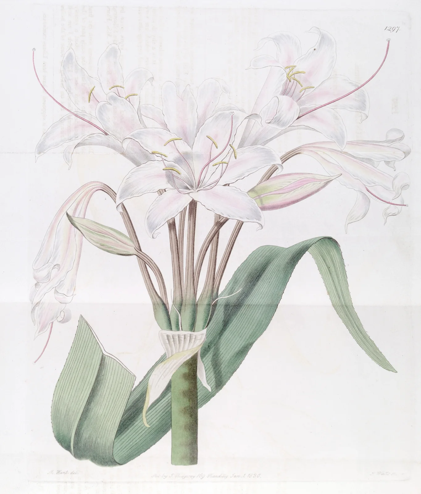Broad-leaved Crinum av Sydenham Edwards